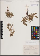 Foto von Salix eleagnos Scop. x Salix pyrenaica Gouan